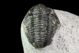 Bargain, Gerastos Trilobite Fossil - Morocco #69116-1